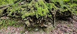 Plants: image 86 Of 208 Thumb